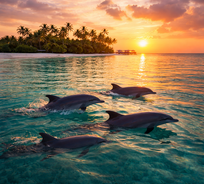 Dauphins nageant près d’une île au coucher du soleil