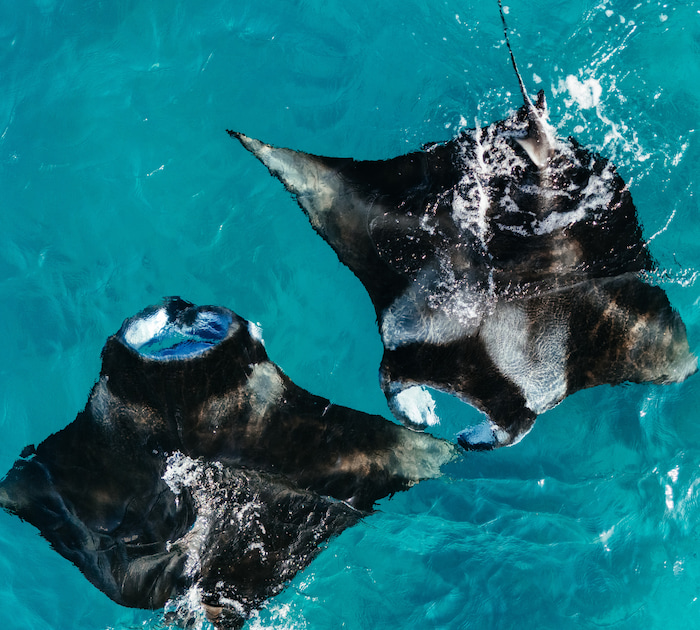 Mantas