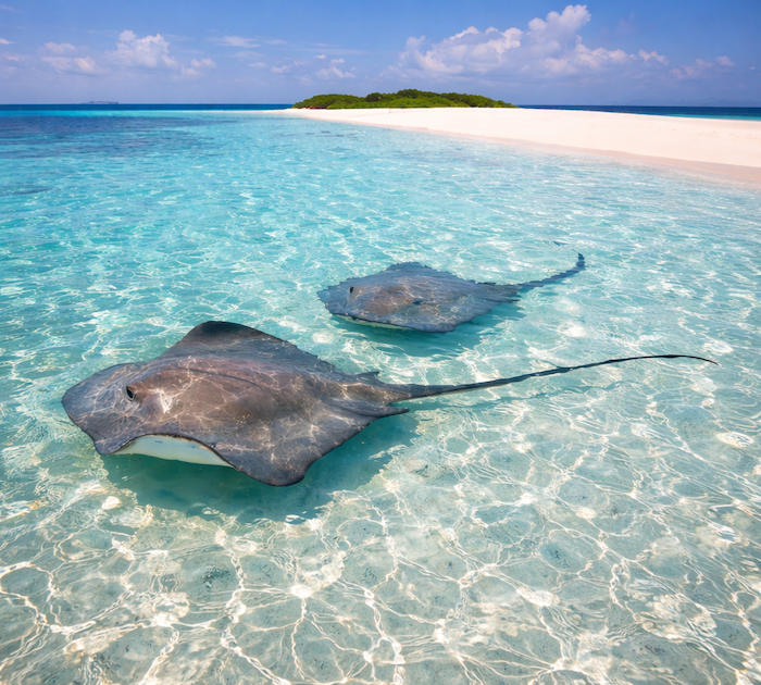 Stingrays Lagoon