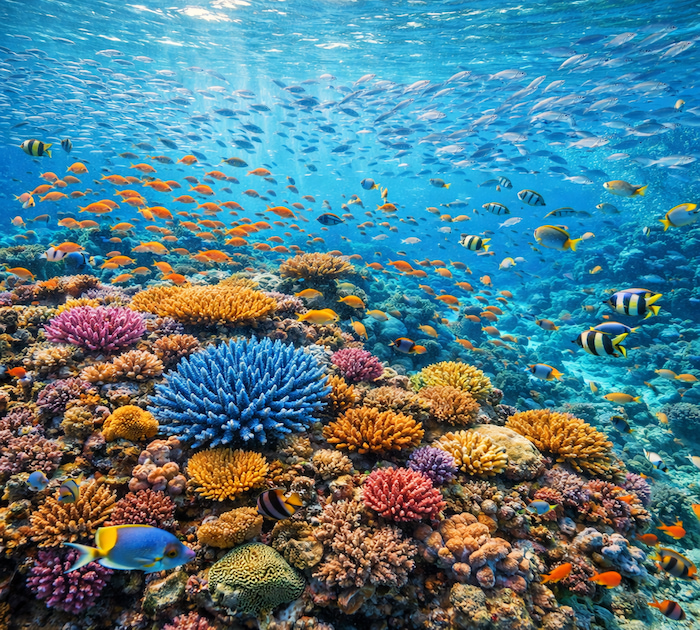 Vibrant coral reef and school of fish