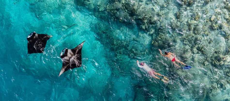 Vista aerea di snorkelisti con mante