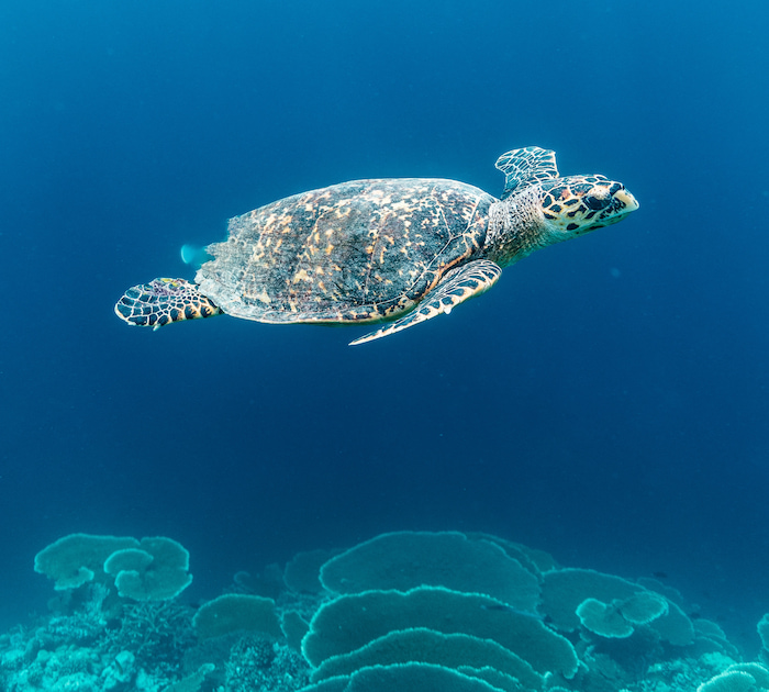 Turtle